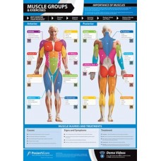 Anatomical Chart - Muscle Groups