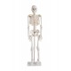 Skeleton - 85cm Tall